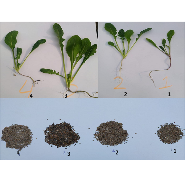 Molecular Identification of Four Eruca Sativa L. Cultivars using RAPD Markers